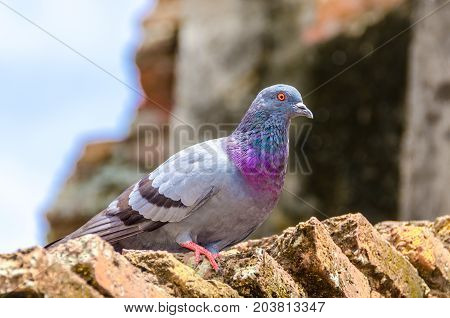 Close up handsome and colourful pigeon on old brick in Thailand.