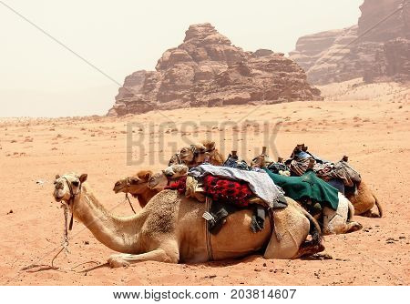 Camels in the dunes of Wadi rum desert, Jordan. Desert travel background.