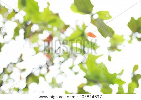Blury bokeh green leaf on white sky.
