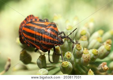 Red-black striped bedbug leaf-shaped or graphosome. Red and black striped stink bugs on a flower