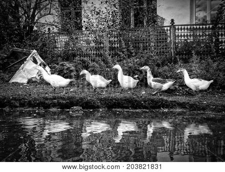 flock of domestic white geese swims in a small pond in search of food.
