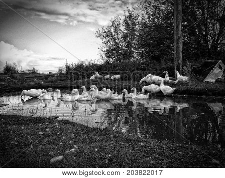 flock of domestic white geese swims in a small pond in search of food.