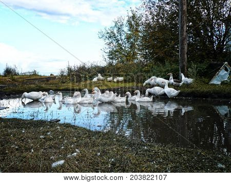 flock of domestic white geese swims in a small pond in search of food.