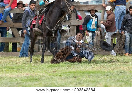 June 3 2017 Machachi Ecuador: cowboy called 'chagra' falling off the horse during a rural bull lassoing rodeo