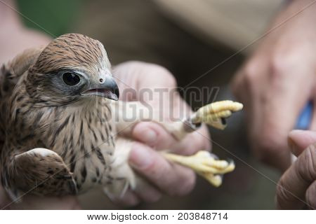bird ringing - common kestrel (Falco tinnunculus)