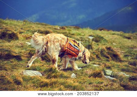 A dog lifeguard with a backpack in a hike in the summer.