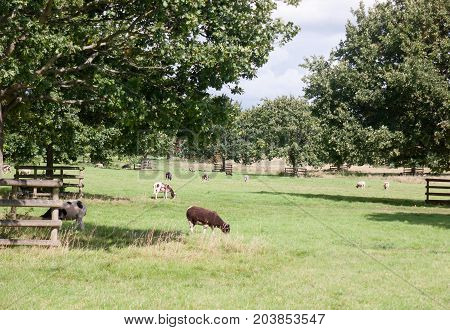 Brown Sheep In A Field Eating The Grass Summer