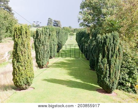 View Down Of Law Path Through Row Of Trees Sunlight Shadows To Statue Fountain In Distance