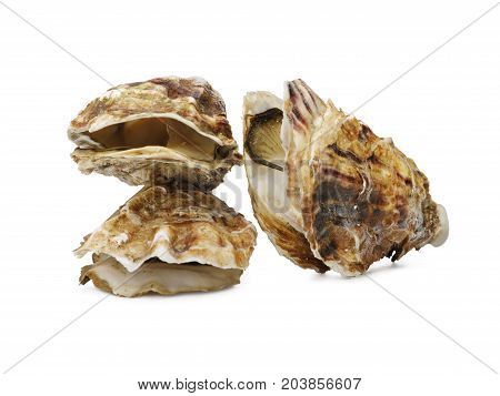 Several seashells. Macro view of seashells. Pattern of shells, glass beads and starfish. Isolated on white. Top view of a set of large seashells. Composition of exotic sea food.
