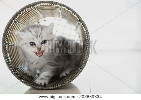 Happy Kitten Playing In Home.