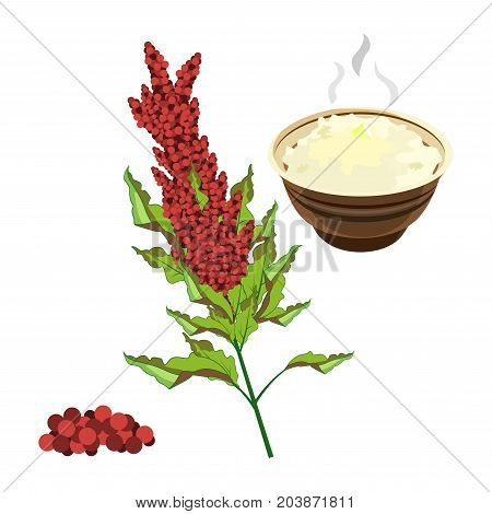 Quinoa. Full color super food hand drawn sketch vector illustration.
