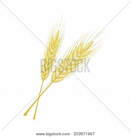 vector bunch of wheat, rye or barley ears with whole grain and leaves, yellow wheat, rye or barley crop harvest symbol or icon isolated on white background,