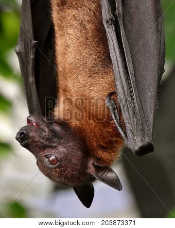 Close up of a  Fruit Bat hanging on a tree