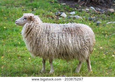 Side View Of A White Sheep With Very Long Wool