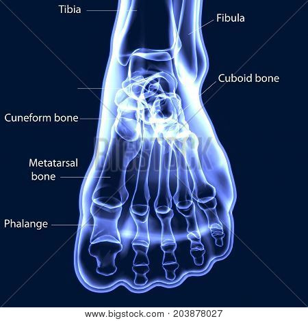 Human Foot Anatomy Illustration . 3D render