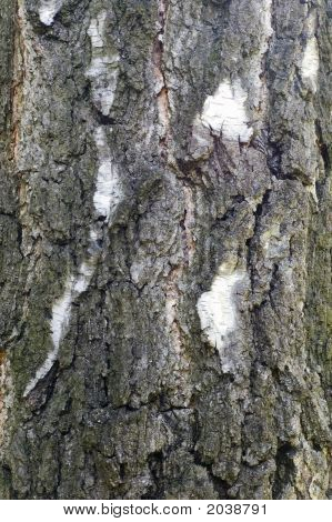 Treebark