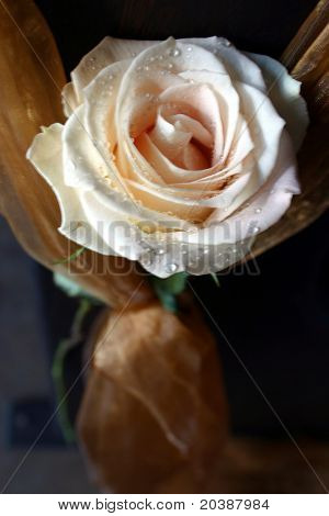 Beige ros bundna med en brons Organzaband