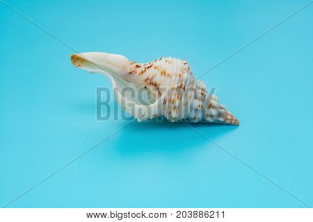 shell of Charonia tritonis on a blue background
