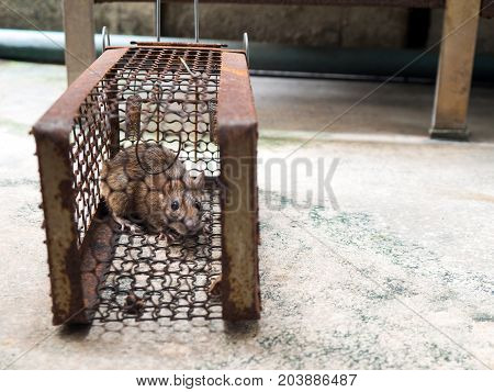 The rat was in a cage catching a rat. the rat has contagion the disease to humans such as Leptospirosis Plague. Homes and dwellings should not have mice. The eyes of rat show fear.