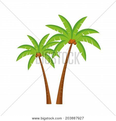 Palm tree with coconut isolated on white background. Vector stock.