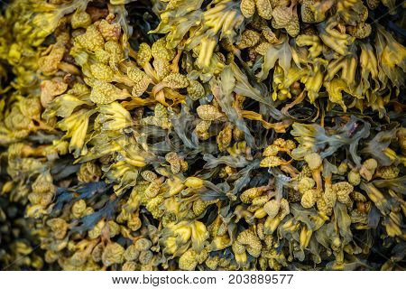 Closeup of wet yellow algae (Bladder wrack) on a rock on the beach at low tide