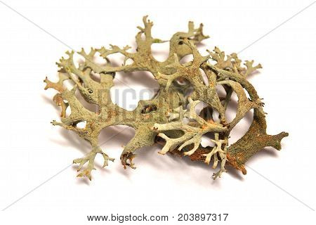 fruticose lichen isolated on a white background