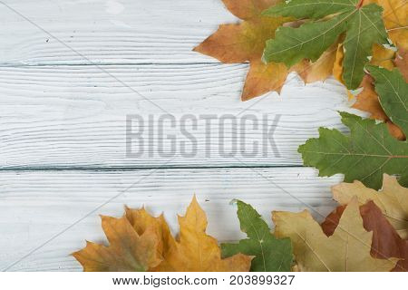 Background with red, orange, brown and yellow falling autumn set leaves