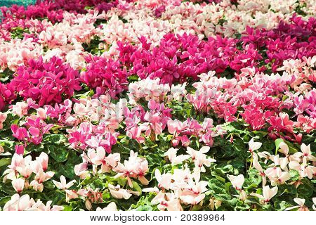 Záhon z měkké světlé růžové cyclamens v den sluníčko
