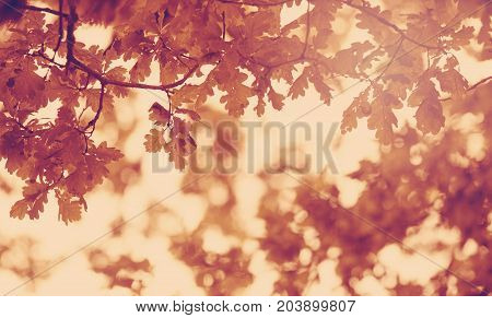 Oak leaves silhouette in autumn with beautiful sunlight