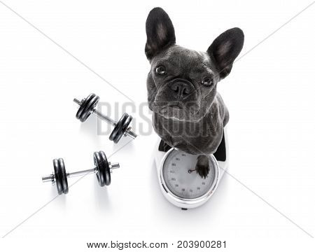 Dog On Scale , With Overweight
