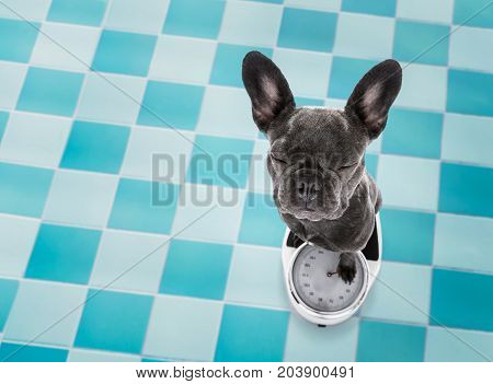 Dog On Scale , With Overweight