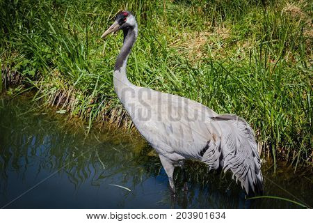lonely crane is in a small pond