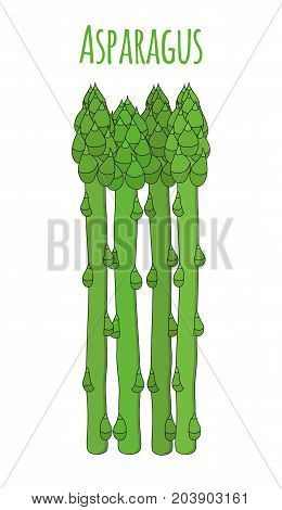 Green asparagus, butch of ripe asparagus sprout. Vegetarian nutrition. Made in cartoon flat style. Vector illustration