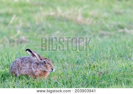 a hare hiding in the green grass