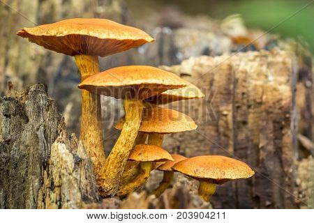 several nice mushrooms on a piece of wood