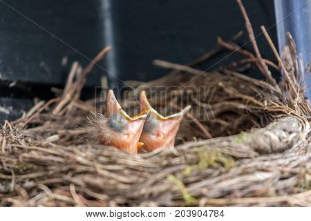 two blackbird chicks screeming for food in their nest
