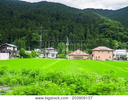 Beautiful view of a land with grass and some houses in the horizont near of a rice fields in Japan.