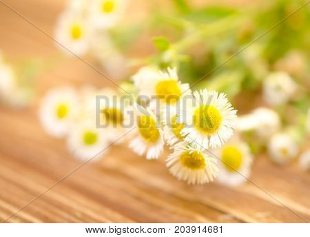 Beautiful blurred wild chamomile flowers against the wooden background (very shallow DOF selective focus)