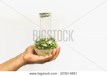 Glass test tube or flask with in vitro cloned microplant in nutrient medium in man hand on white background, copy space