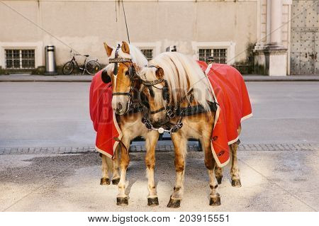 Horses with wagons in winter on the main square of Salzburg in Austria. Entertainment of tourists, riding. Attractions.