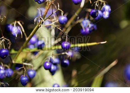Berries of a Tasman Flax lily (Dianella tasmanica)