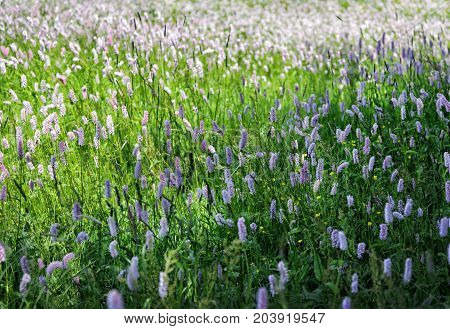 beautiful natural wild flowers blooming in the field close up