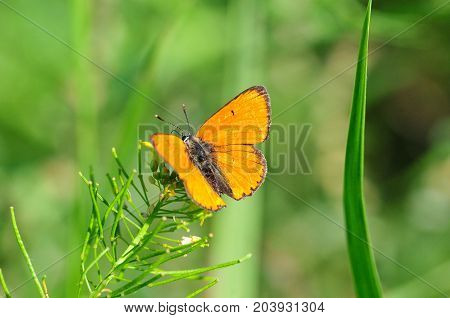 The purple-edged copper (Lycaena hippothoe) is a butterfly of the family Lycaenidae.
