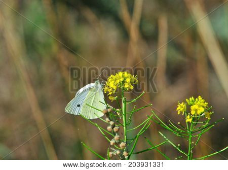 Pieris brassicae, the large white, cabbage butterfly, cabbage white, cabbage moth, large cabbage white, is a butterfly in the family Pieridae.