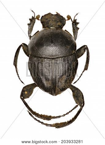 Dung Beetle Sisyphus on white Background - Sisyphus schaefferi (Linnaeus 1758)