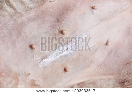 Pyometra dog surgery. Dog surgery concept. Scar on dog belly