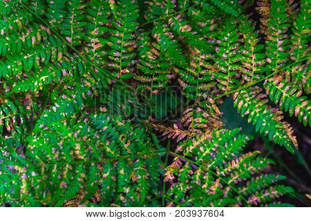 Beautiful Ferns Leaves Green Leaves Natural Floral Fern Background In Sunlight.