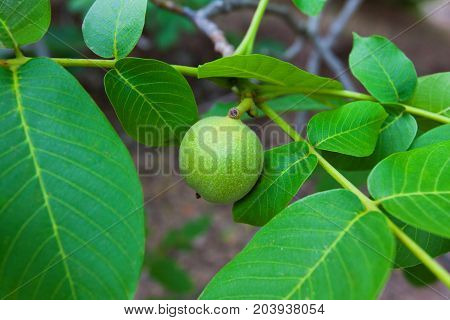 Ripe nuts of a Walnut tree Closeup shot of a ripe walnut on tree with leaves
