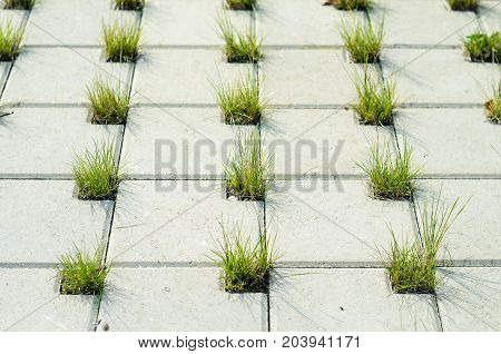 The Path is Paved with a Grey Concrete Cobblestones with Holes for Grass. Perspective View. Grey Cobblestone in a Lattice Shape and Grass in the Holes. Landscaping Element Concept