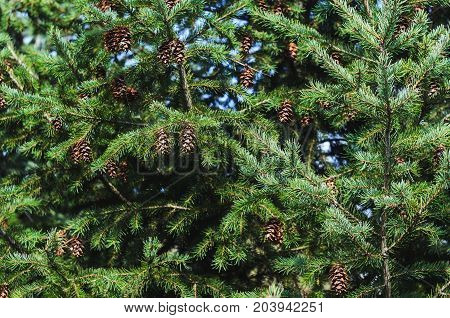 Lush Spruce Branches with Cones Background. Texture of a Natural Plant